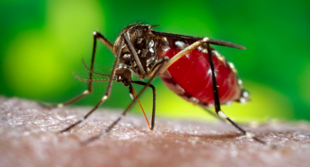 Aedes aegypti Mosquite Dengue Fever Bite Aedes aegypti Mosquite Dengue Fever Bite