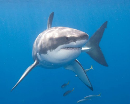 great_white_shutterstock