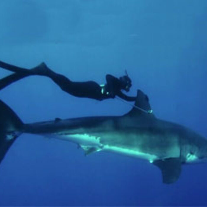 Beautiful Girl Swims with Great White Shark