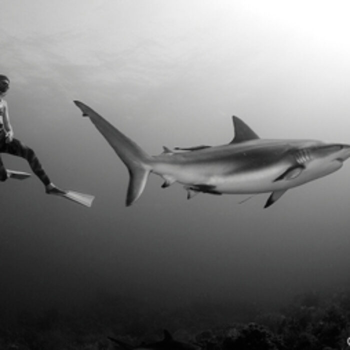lia barrett photography, freediving, swimming with sharks, diving, underwater photography, photography