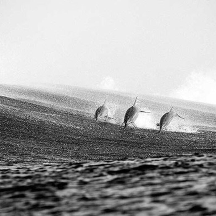 About four weeks ago, one unlucky surfer had a rough run-in with a pod of dolphins, damaging not just his board and breaking his arm, but hindering his will to get back in the water.