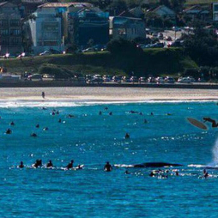 whale, whale tail, australia's surfing life, surf magazine, Bishan Rajapakse