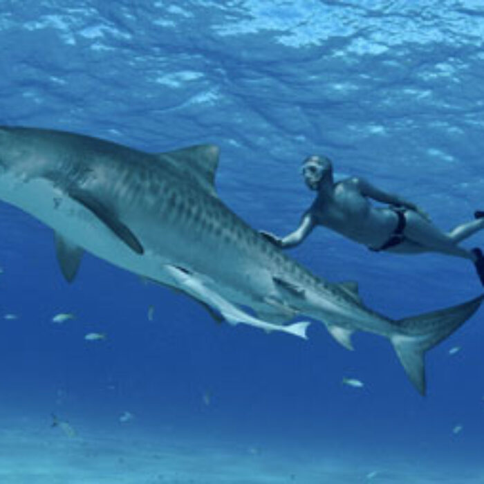 I know I will do this until the day I die. And if it’s God’s will that a shark takes me, I’d consider that the perfect way for me to go.
