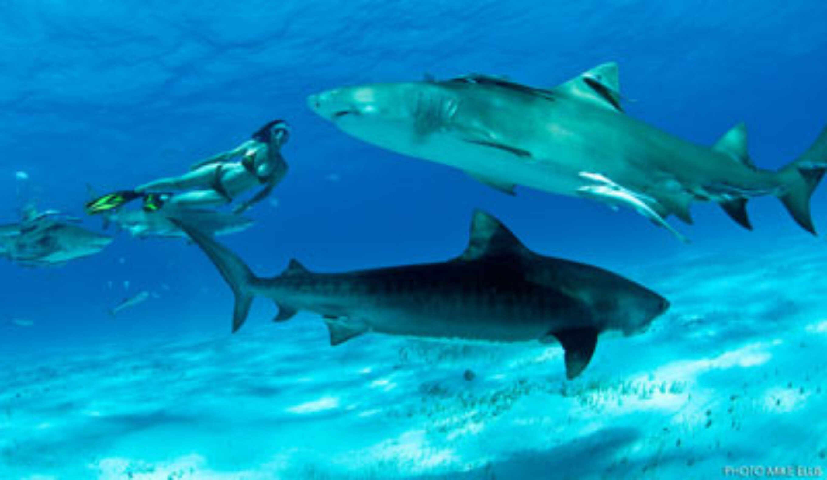 "...just a girl in a bikini with sharks all around her." Photo: Mike Ellis