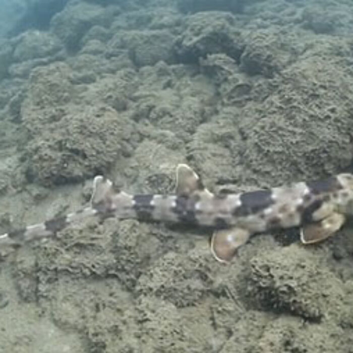 Dr Gerald Allen, a research associate at the Western Australian Museum, captured two specimens of the small shark near Ternate, in the Maluku Islands of Indonesia.