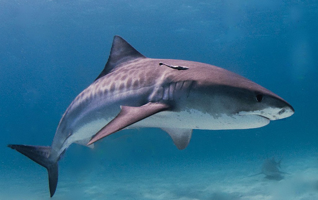 A profile of a Tiger shark–the species most known for their predatory ways in Maui. Photo: Wikimedia Commons