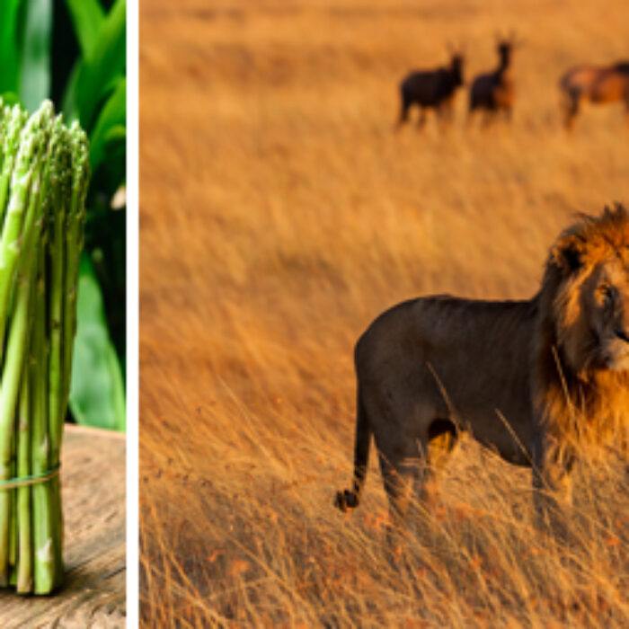 Vegetarianism is a choice, so why not choose something else for a bit? If it doesn't work as well, you can choose to go back to what works better for you. You have lost nothing, but there is real potential to gain a lot.