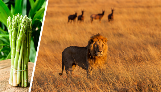 Vegetarianism is a choice, so why not choose something else for a bit? If it doesn't work as well, you can choose to go back to what works better for you. You have lost nothing, but there is real potential to gain a lot. Photo: Shutterstock