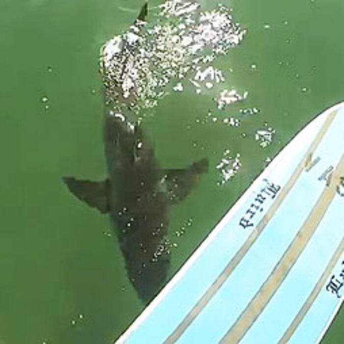 Paddling out on his stand up paddle board at California's El Porto, a Great White swam directly underneath Mike Durrant and his camera.