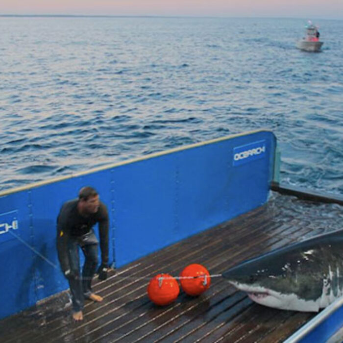 Mary Lee during her 2012 tagging off Cape Cod. Photo: Ocearch