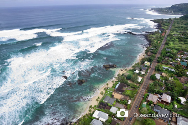 Alligators from above. Photo: Sean Davey.