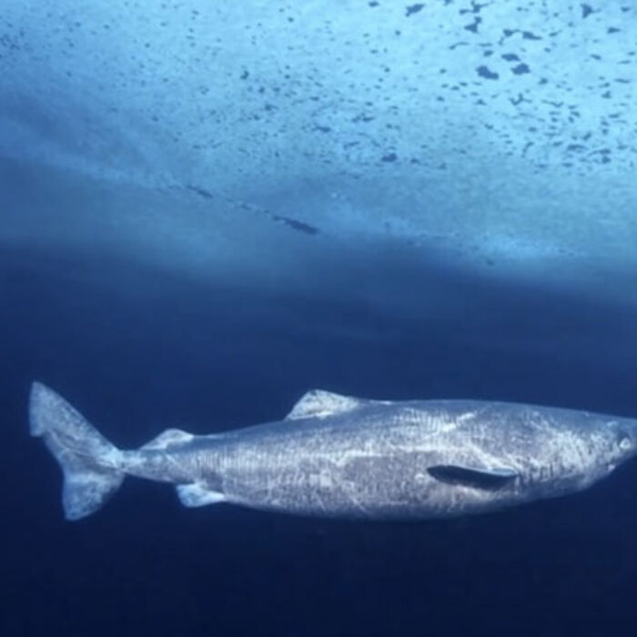 A greenland shark, not looking for moose.