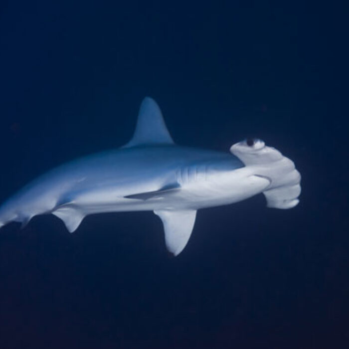 The new species of hammerhead, the Carolina hammerhead, looks virtually identical to the Scalloped hammerhead, shown here. Photo: Shutterstock