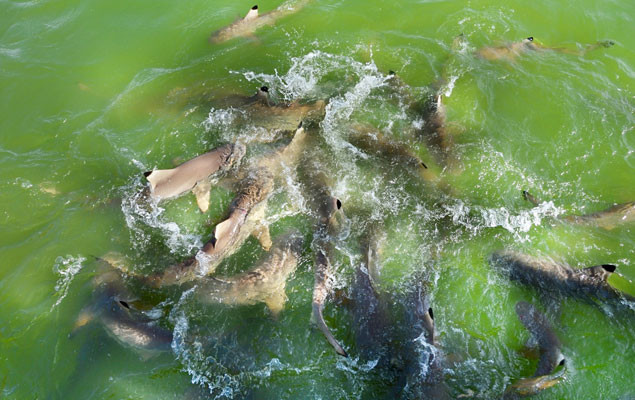 Photo: Shutterstock // Mati Nitibhon