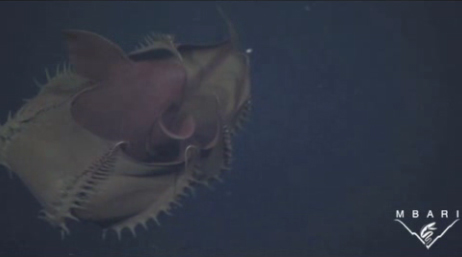 vampire-squid
