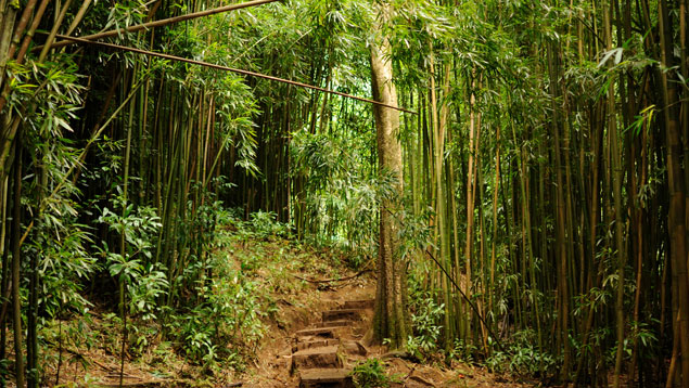 Manoa Falls, Oahu. You want to d this. Photo: Wikimedia Commons