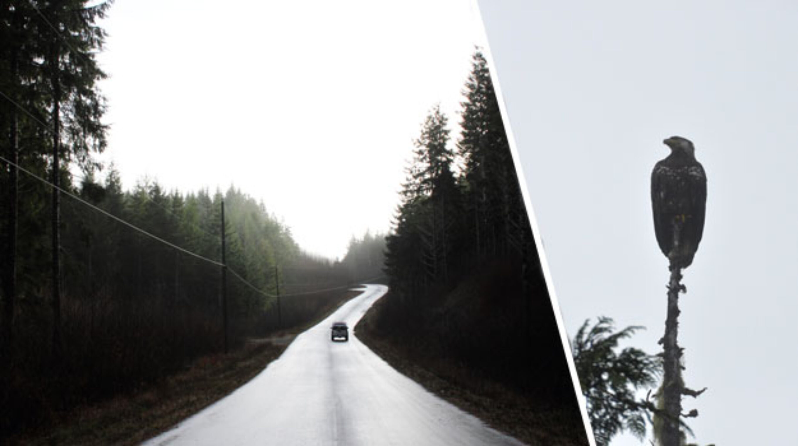 The road less travelled and its solitary guardian. Photos: Johnson/Hoffman