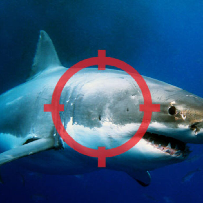 Should there be a target on sharks? Photo: Shutterstock