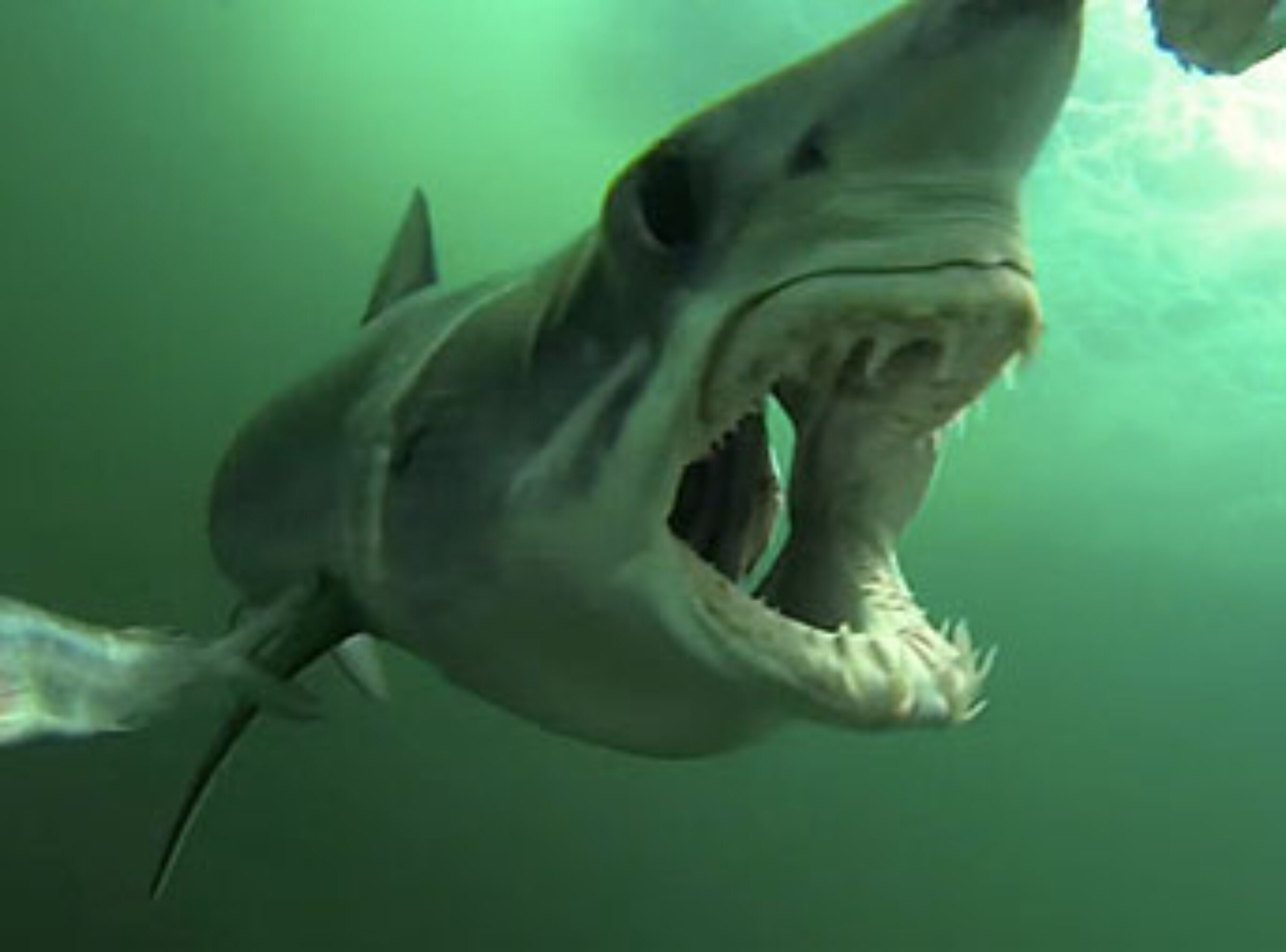 Mako Shark attack