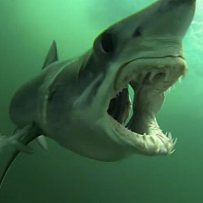 Mako Shark attack
