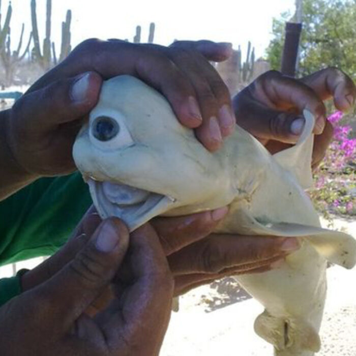 The one eyed albino fetal shark. Photo: Pisces Fleet Sportfishing