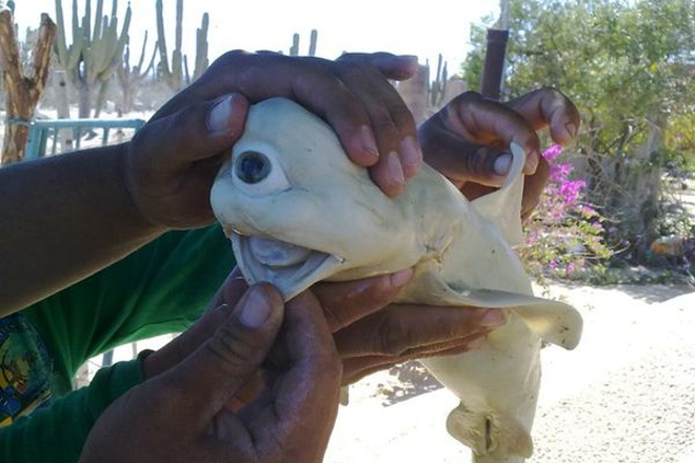 The one eyed albino fetal shark. Photo: Pisces Fleet Sportfishing