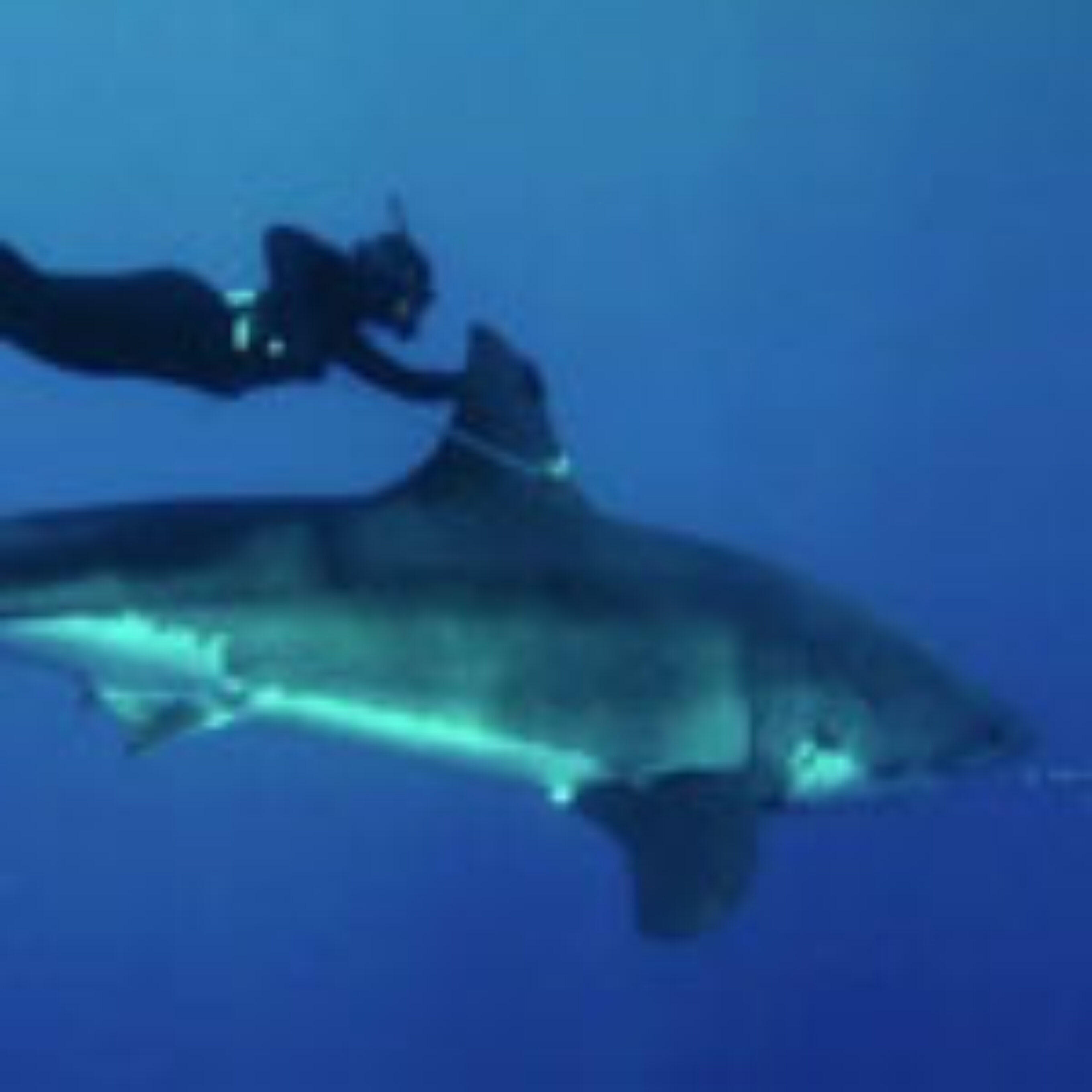 girl-swims-shark-635x346