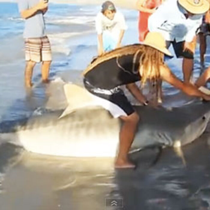 Fishermen off the coast of Western Australia rescued a 10-12 foot Tiger shark in dramatic fashion after it was accidentally caught and hauled onto the beach.