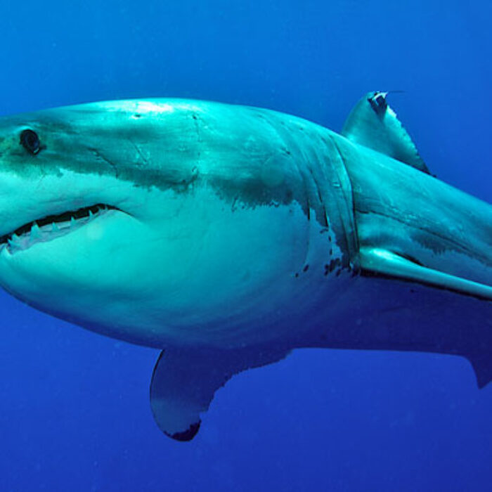 WA's government announced their new policy on shark control. Photo: Shutterstock