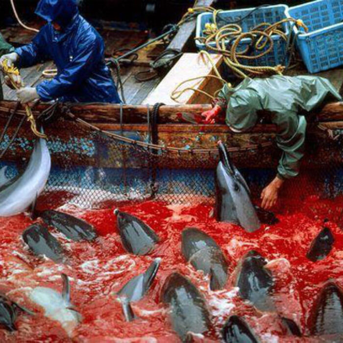 The Taiji dolphin slaughter. Photo: Educateinpirechange.org