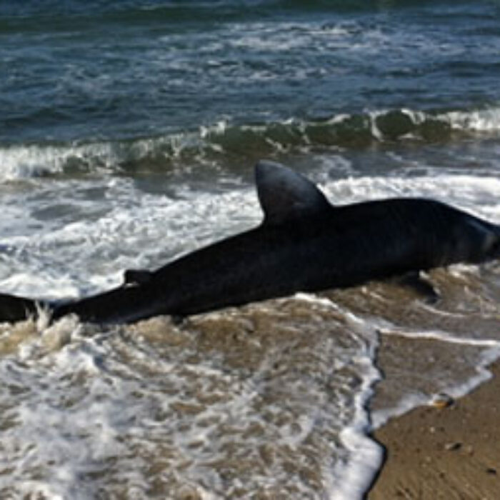 What is believed to be a basking shark washed up at Menemsha Beach. Photo: Menemsha/Instagram