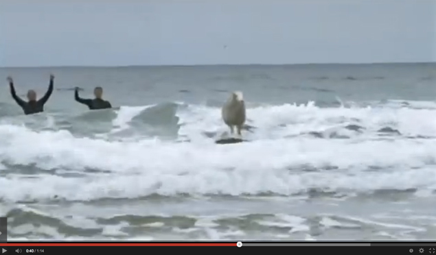 Mildred does not like surfing. Luckily for those who feel that she is being treated unjustly, you can't tell that she doesn't like it. Sheep are not the greatest at showing emotion.
