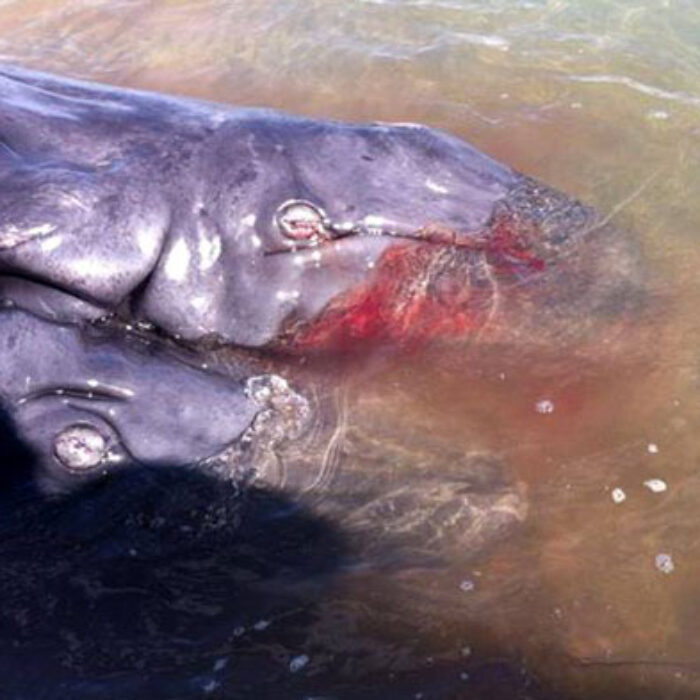 The conjoined gray whales were found dead. Photo: Jesus Gomez