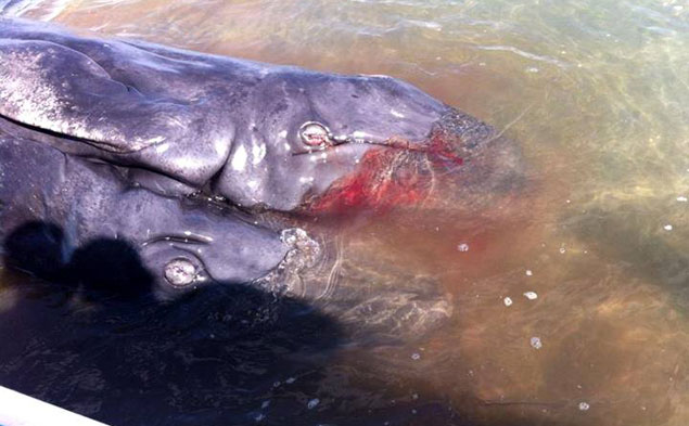 The conjoined gray whales were found dead. Photo: Jesus Gomez