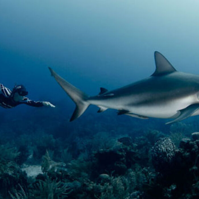 This is the most dangerous animal in the world. They kill millions each year. And beside him, a shark swim peacefully. Photo: Lia Barrett