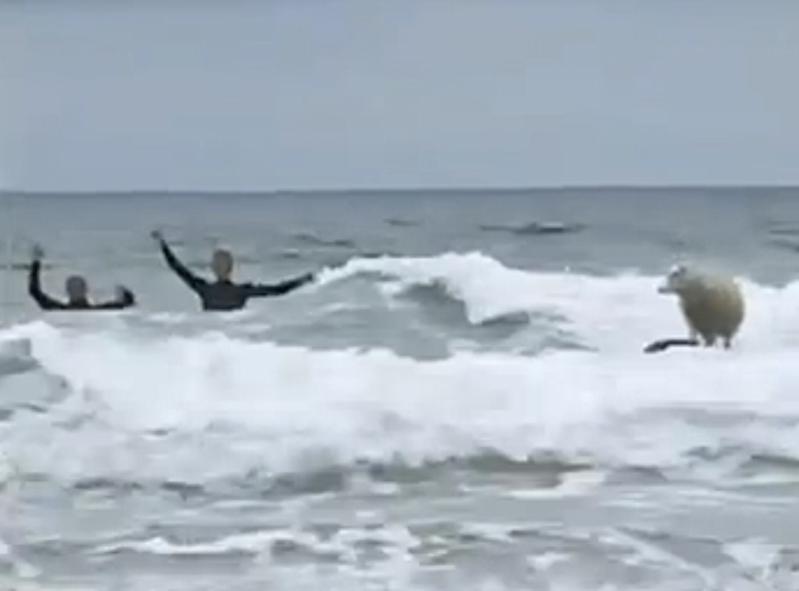 Mildred does not like surfing. Luckily for those who feel that she is being treated unjustly, you can't tell that she doesn't like it. Sheep are not the greatest at showing emotion.