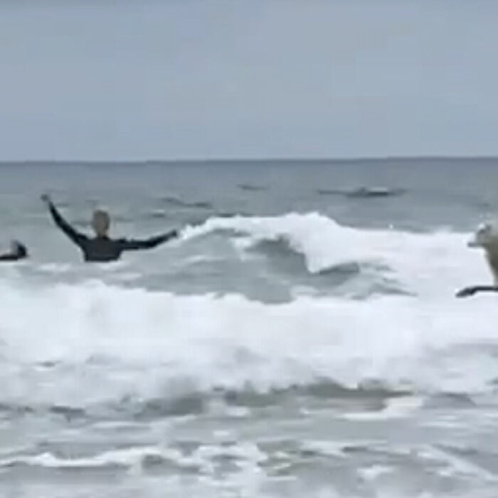 Mildred does not like surfing. Luckily for those who feel that she is being treated unjustly, you can't tell that she doesn't like it. Sheep are not the greatest at showing emotion.