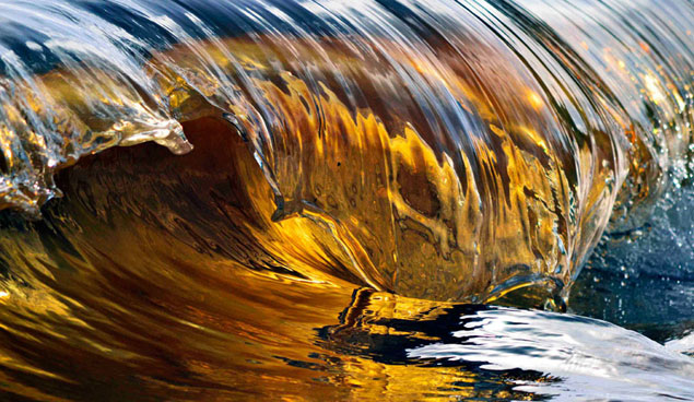 Golden Glow. Photo: Deb Morris