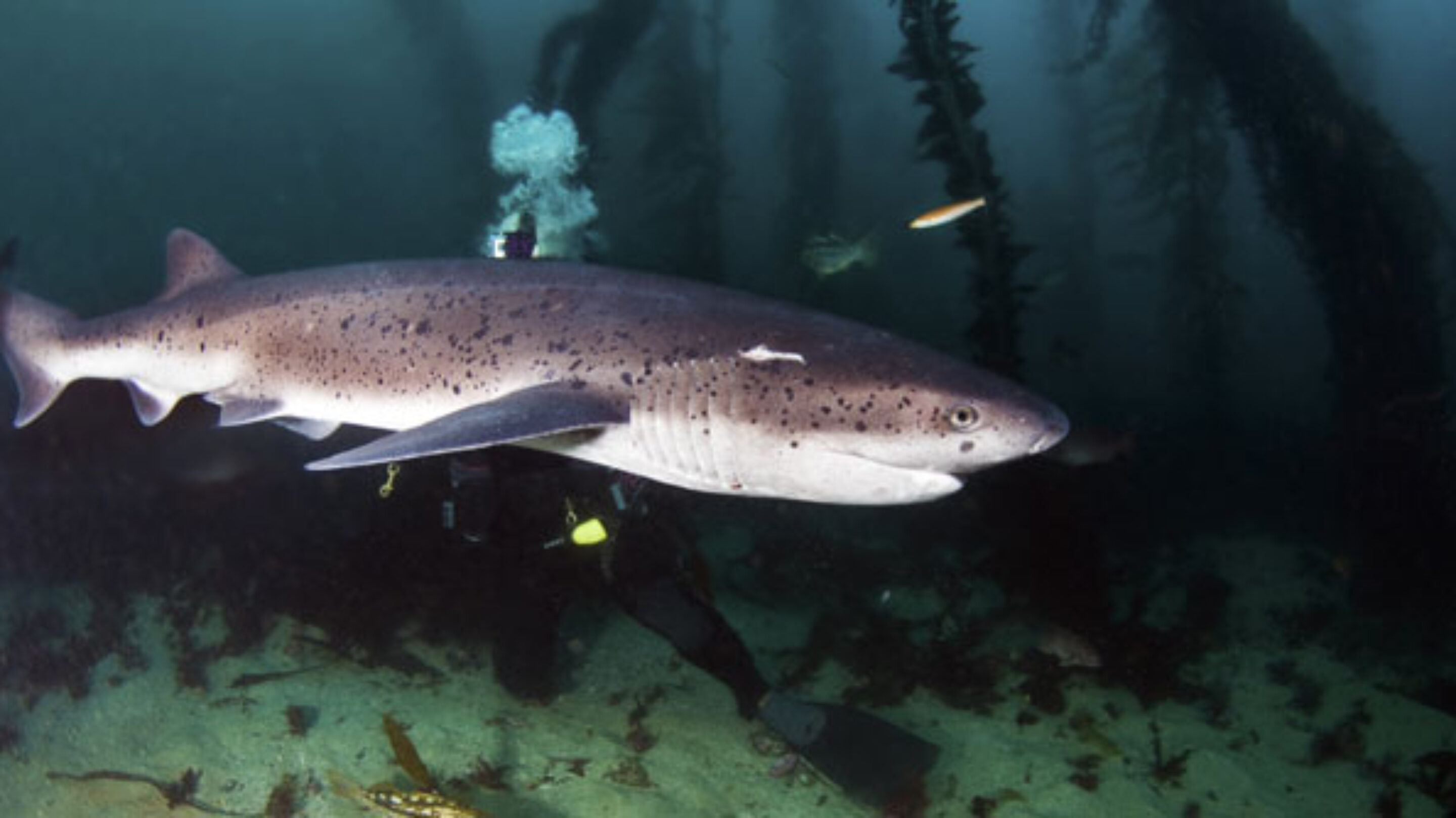 A seven gill shark is believed to be what bit Grant. Photo: Shutterstock