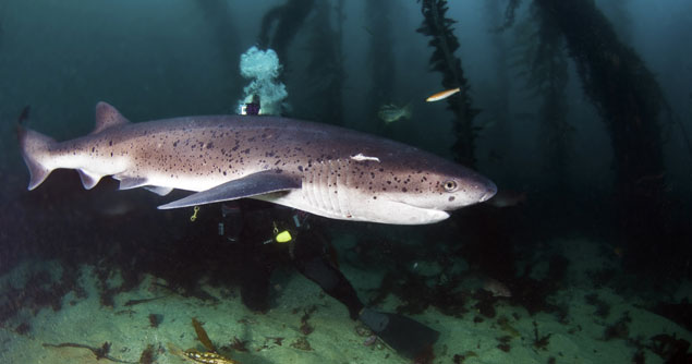 A seven gill shark is believed to be what bit Grant. Photo: Shutterstock