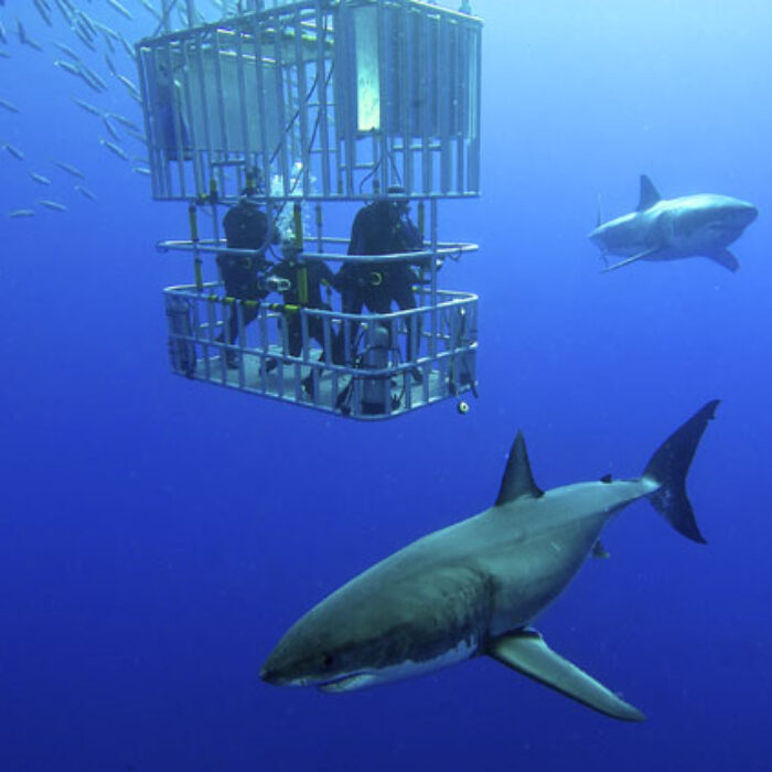 These are the most dangerous animals in the world. They kill millions each year. And outside the cage, sharks swim peacefully. Photo: Shutterstock