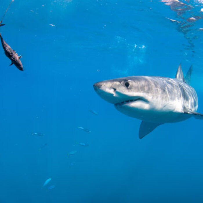 A curious shark drawn to a baited line. In this case, curiosity might kill the shark. Photo: Shutterstock