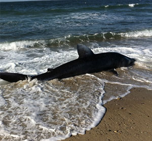 What is believed to be a basking shark washed up at Menemsha Beach. Photo: Menemsha/Instagram