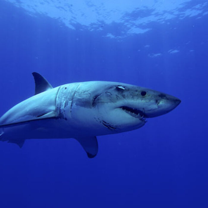 Are the delays just delays, or will they bring a change to Australia's shark cull? Photo: Shutterstock