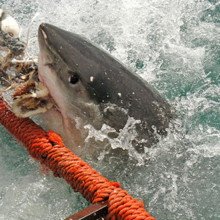 A White Shark biting fish heads used to draw the shark in. Photo: Wikimedia Commons