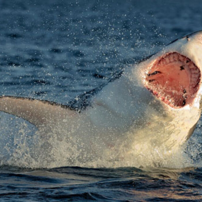 Large sharks have been strong enough to free themselves from baited hooks. Photo: Shutterstock