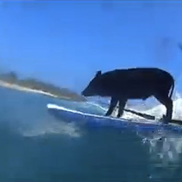 Dare you to find anything cuter than Kamapua'a the surfing pig… it's not possible.
