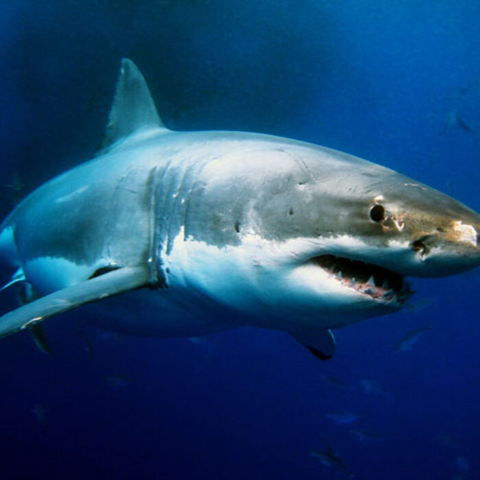 Try and ignore this. Photo: Shutterstock