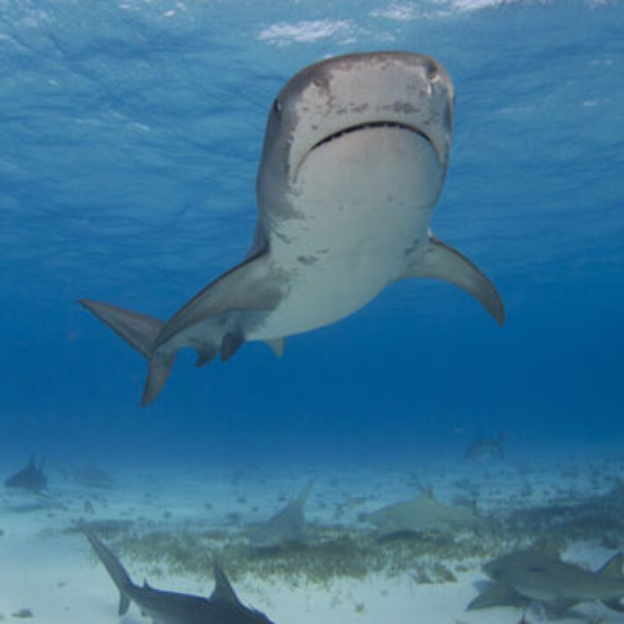 Two tiger sharks, the species that are most likely to be affected by the policy. Photo: Shutterstock