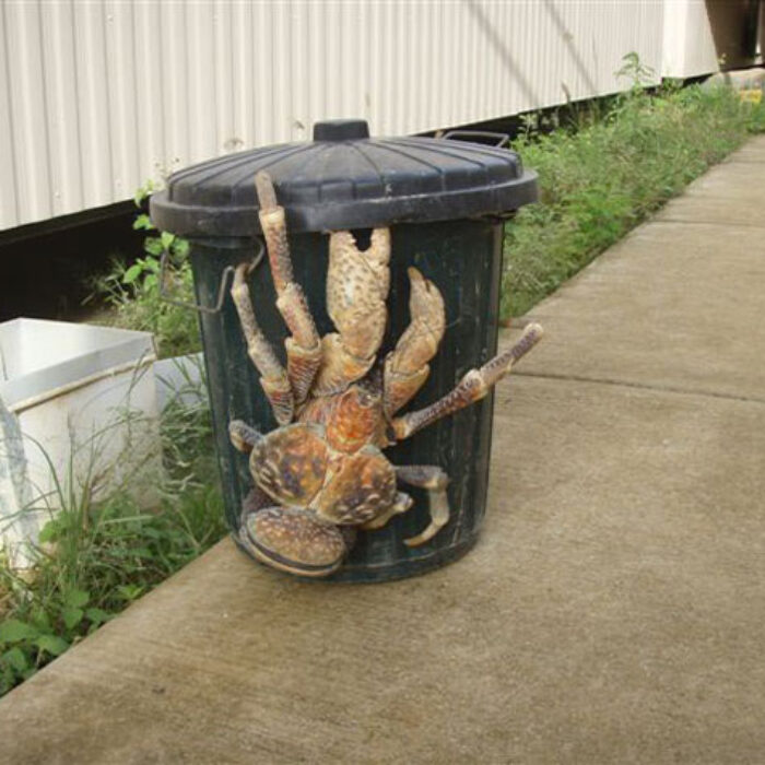 Just let it eat your garbage.